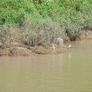 Grey Heron