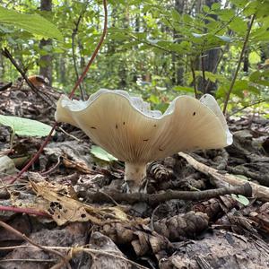 Funnel Clitocybe
