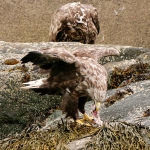Seeadler