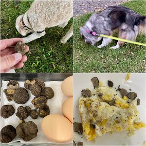 Summer Truffle
