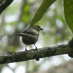 Unknown Species