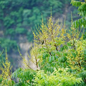 Fork-tailed Sunbird