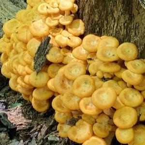 Unknown Species