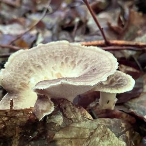 Tuberous Polypore
