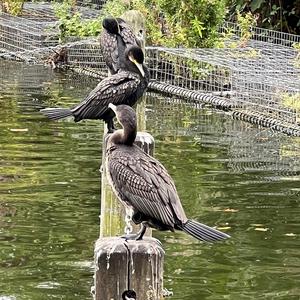 Kormoran