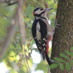 Great Spotted Woodpecker