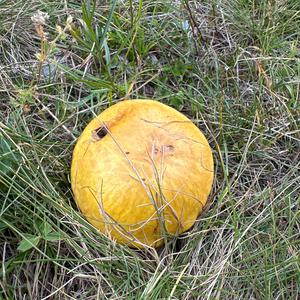 Dotted-stalk Bolete