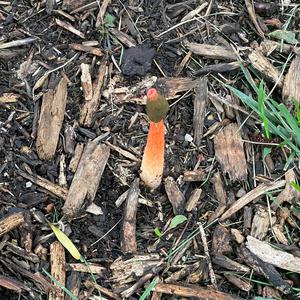 Unknown Species