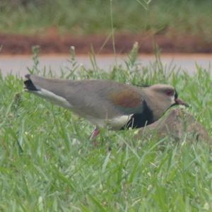 Unknown Species