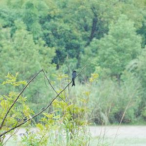 Bronzed Drongo