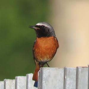 Common Redstart