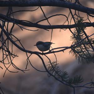 White-breasted Nuthatch