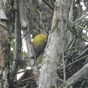 Unknown Species