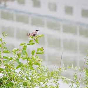 Brown-breasted Bulbul