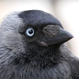 Eurasian Jackdaw