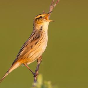 Aquatic Warbler