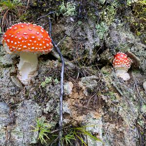 Fly Agaric