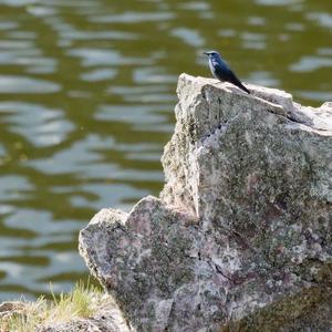 Blue Rock-thrush