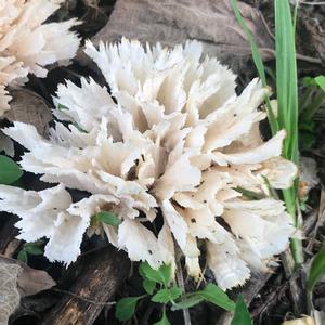 Unknown Species