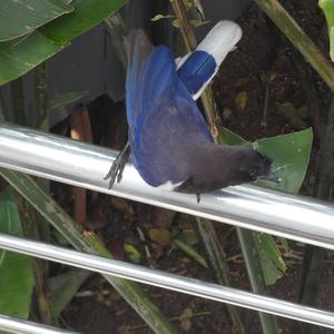 Unknown Species