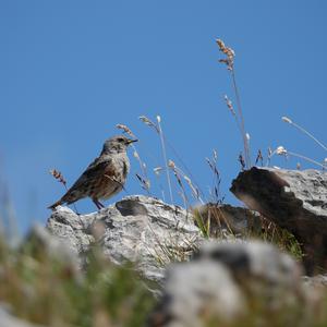 Alpenbraunelle