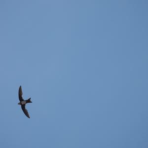Alpine Swift