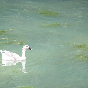 Swan Goose