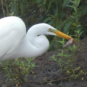 Unknown Species