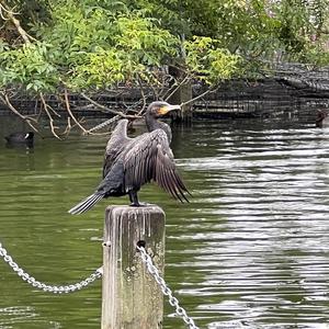 Kormoran