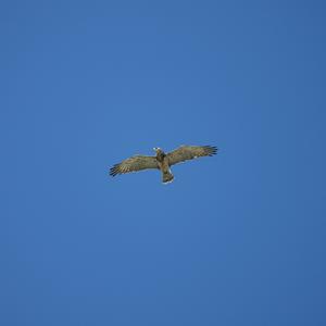 Schlangenadler