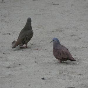 Unknown Species