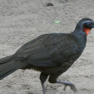 Unknown Species