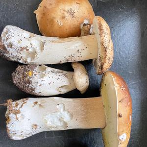 Steinpilz