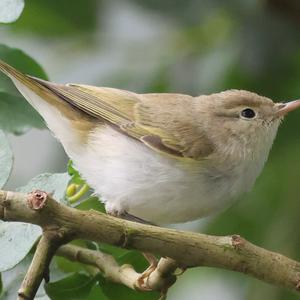 Bonelli's Warbler