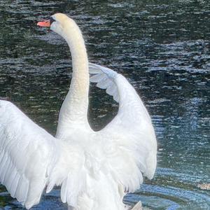 Whooper Swan