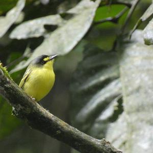 Unknown Species
