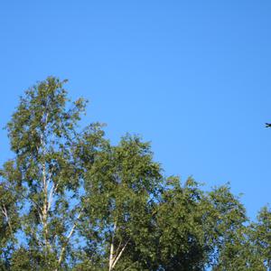 Eurasian Golden Oriole