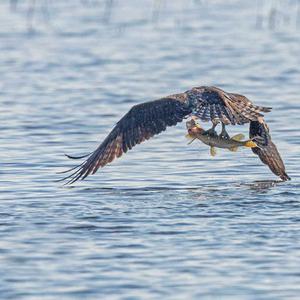 Osprey