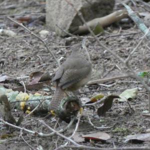 Unknown Species