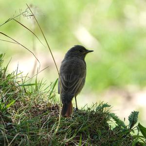 Black Redstart
