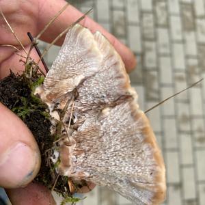 Pig`s Ear Gomphus
