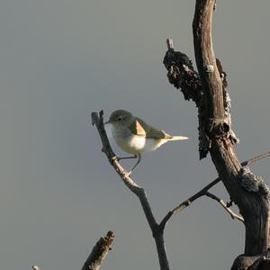 Common Chiffchaff