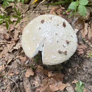 Unknown Species
