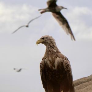 Seeadler