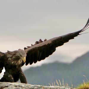 Seeadler