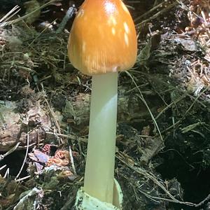 Gelbbräunlicher Scheidenstreifling