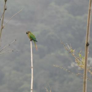 Unknown Species
