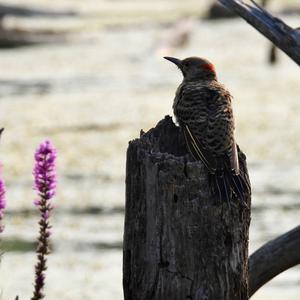 Northern Flicker