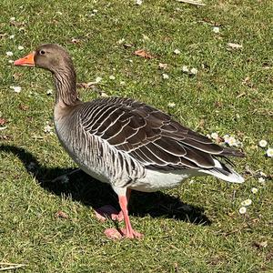 Greylag Goose
