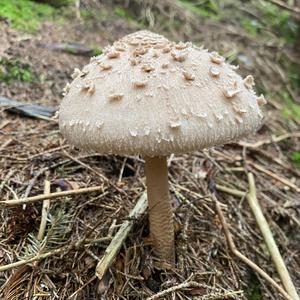 Parasol Mushroom